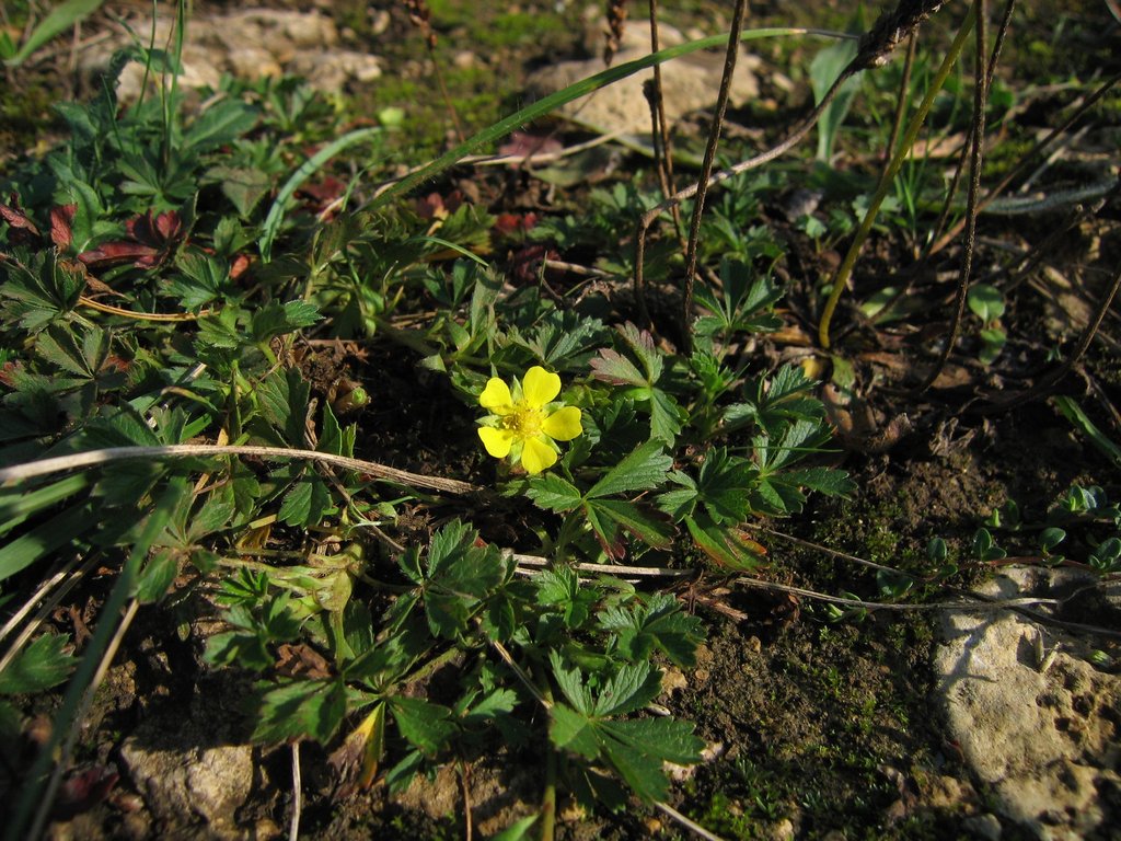 Potentilla reptans